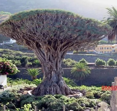 Vistas De Icod Daire Icod De Los Vinos